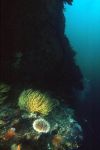 Urchin and black corals