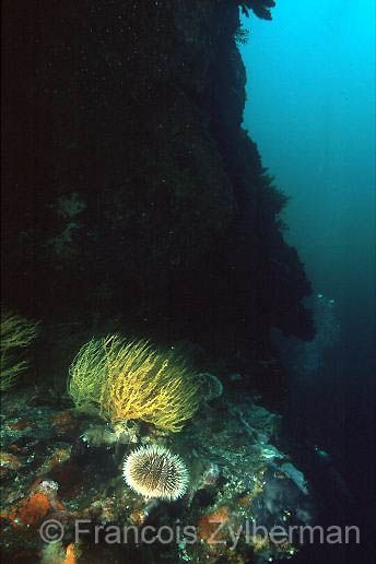Urchin and black corals