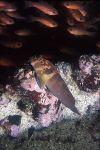 Panamic fanged blenny