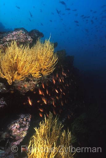 Black corals