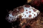 Dotted sea-slug