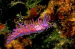 Nudibranch Flabellina