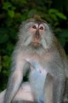 Macaca monkey