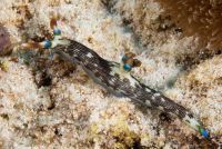 Nudibranch Nembrotha