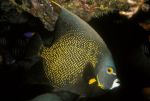 French Angelfish