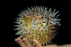 Long-spine porcupinefish