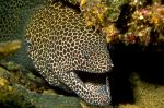 Spotted moray