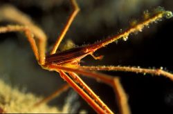 Spider crab covered in parasitic algae