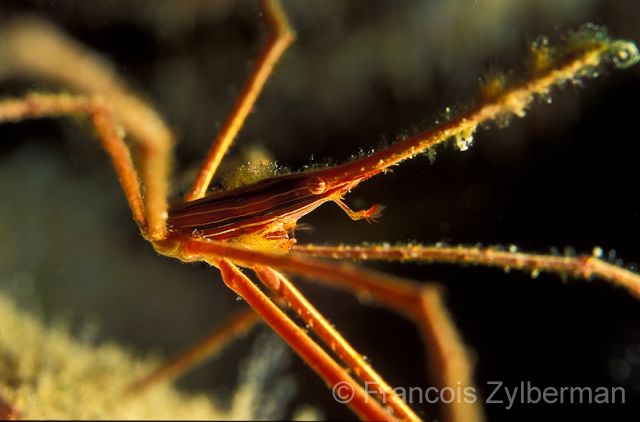 Spider crab covered in parasitic algae