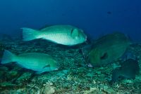 Geant parrot fish