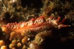 Nudibranch Aeolidiella