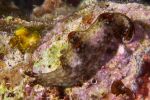 Nudibranch Elysia ornata