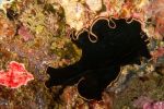 Black flatworm