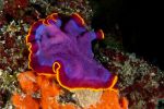 Violet flatworm