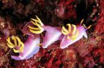 Nudibranchs Hypselodoris apolegma