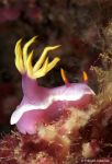 Nudibranch Hypselodoris apolegma