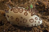 Nudibranch Funeral jorunna