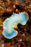 Nudibranch Ardeadoris egretta