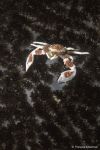 Porcelain crab