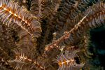 Orned ghost pipefish