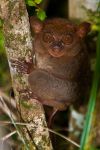 Tarsius syrichta