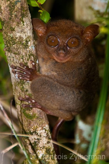 Tarsius syrichta