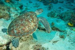 Hawkbill marine turtle 