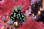 Nudibranch Nembrotha