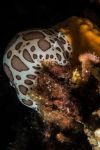 Nudibranche Doris Dalmatien