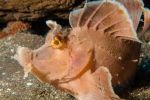 Eschmeyer scorpion fish