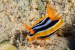 Nudibranche Chromodoris