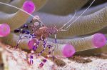 Anemon shrimp, Bonaire