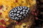 Nudibranch Phyllidiella pustulosa