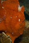 Orange frogfish