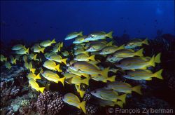 Tuamotu islands