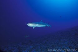 Tuamotu islands