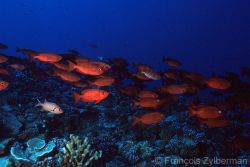 Tuamotu islands