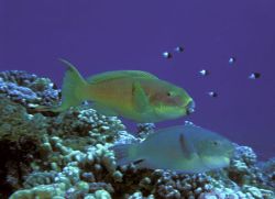 Tuamotu islands