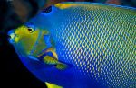 Royal angelfish