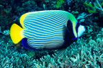 Imperator angelfish