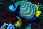 Imperator angelfish