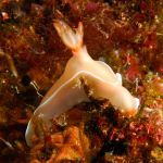 Nudibranch Hypselodoris bullockii