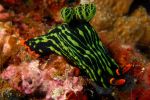 Nudibranch Nembrotha kubaryana