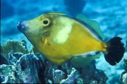 Whitespotted filefish