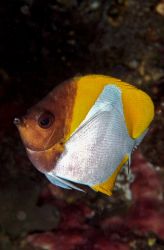 Pyramid Butterflyfish