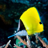 Longnose butterflyfish