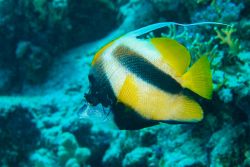 Red Sea bannerfish