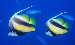 Red Sea bannerfishes Couple