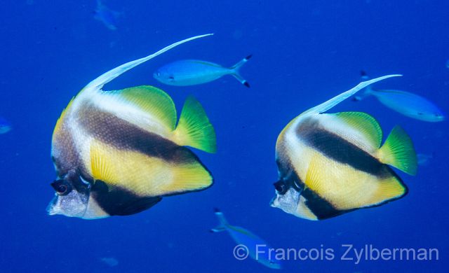 Red Sea bannerfishes Couple