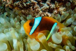 Red sea anemon fish